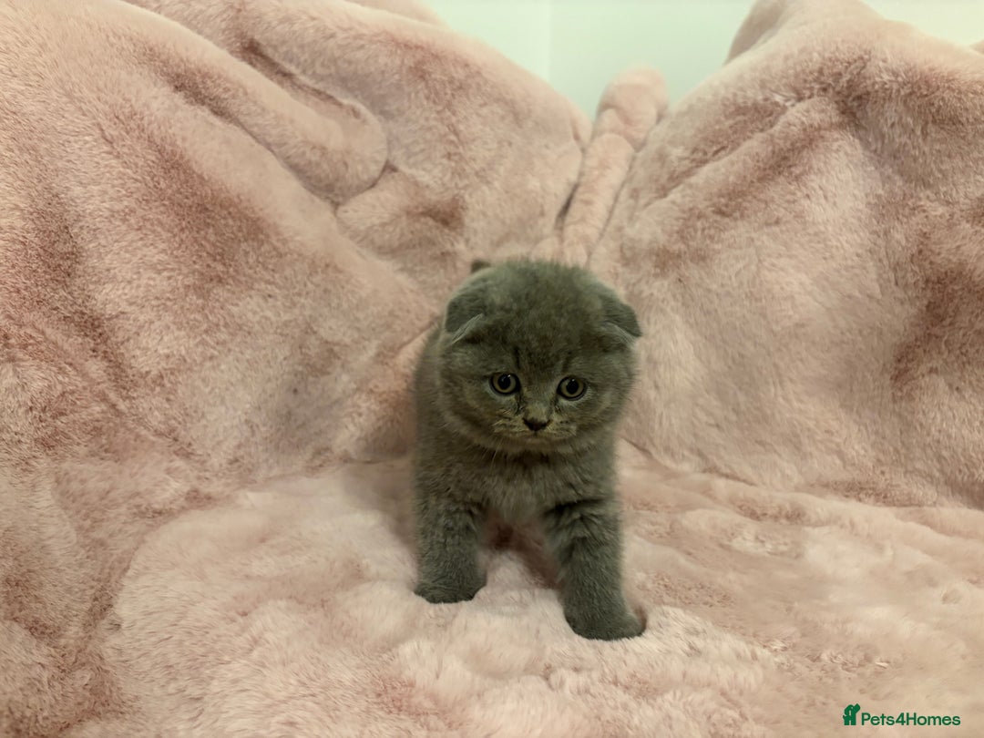 Scottish Fold cats for sale: One remaining - Chunky Male Scottish fold kitten - Advert 5