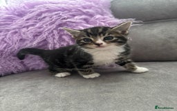 Mixed Breed cats for sale: 3 little kittens - Image 12