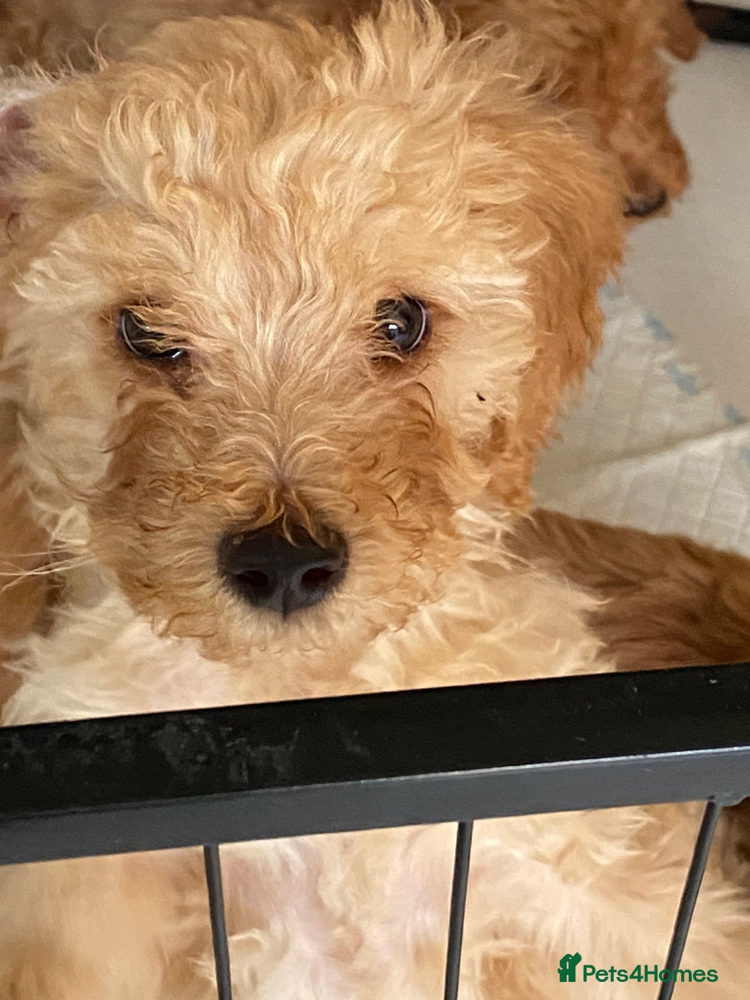 Goldendoodle dogs for sale: F1Goldendoodel puppies now ready for new home  - Advert 20