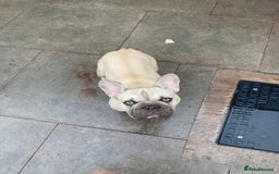 French Bulldog dogs for sale: French bulldog  - Image 5