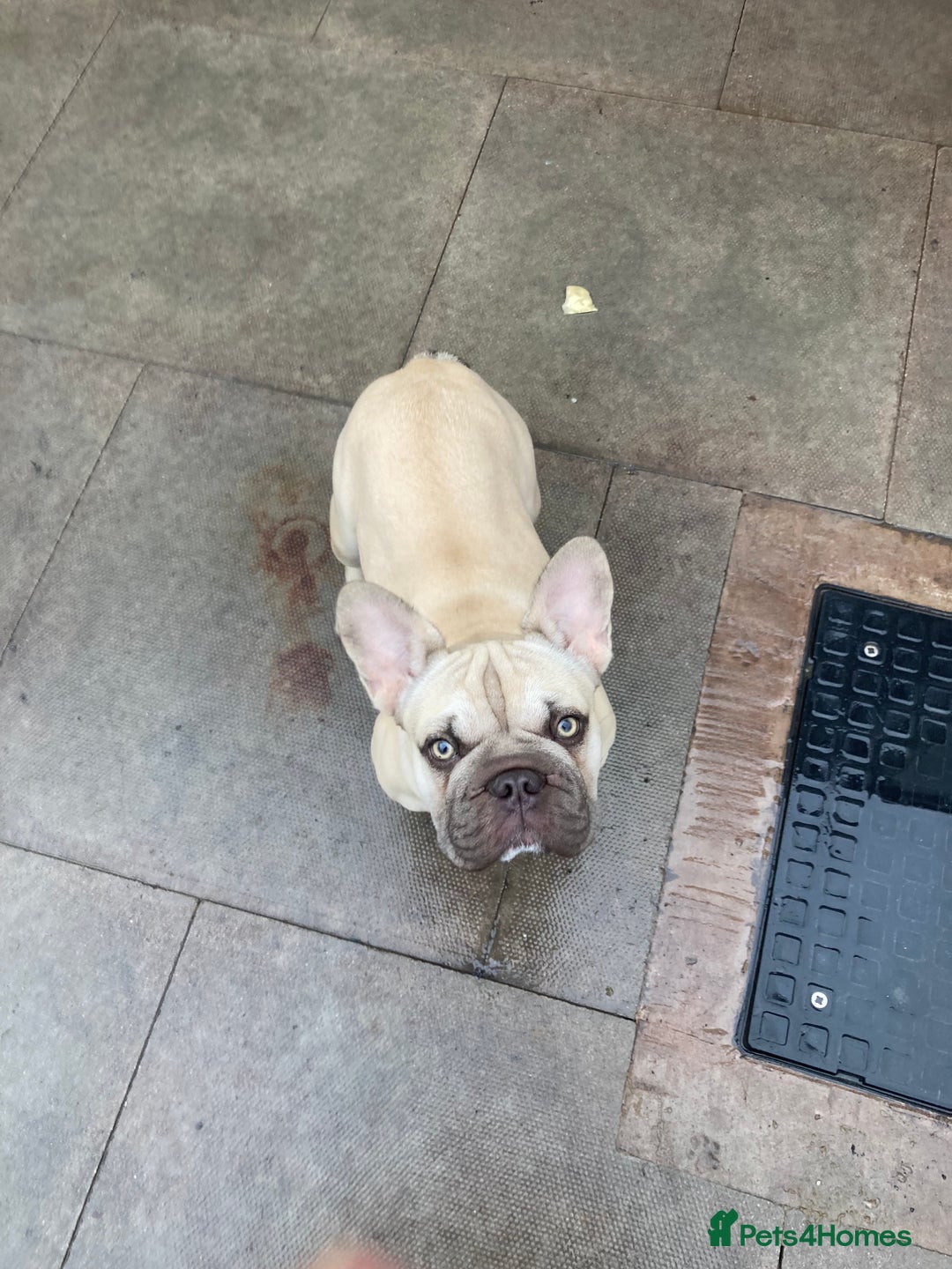 French Bulldog dogs for sale: French bulldog  - Image 5