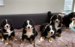 Bernese Mountain Dog dogs for sale: Bernese Mountain Dog Puppies - Image 3