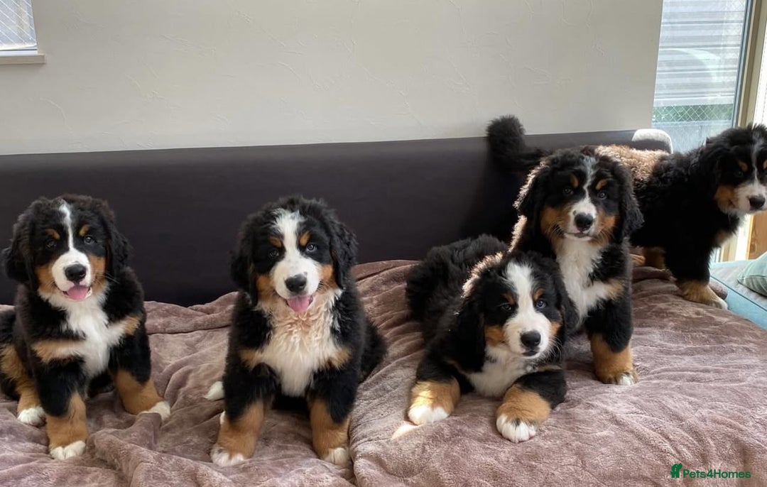 Bernese Mountain Dog dogs for sale: Bernese Mountain Dog Puppies - Image 3