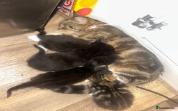 Mixed Breed cats for sale: Kittens  - Image 4