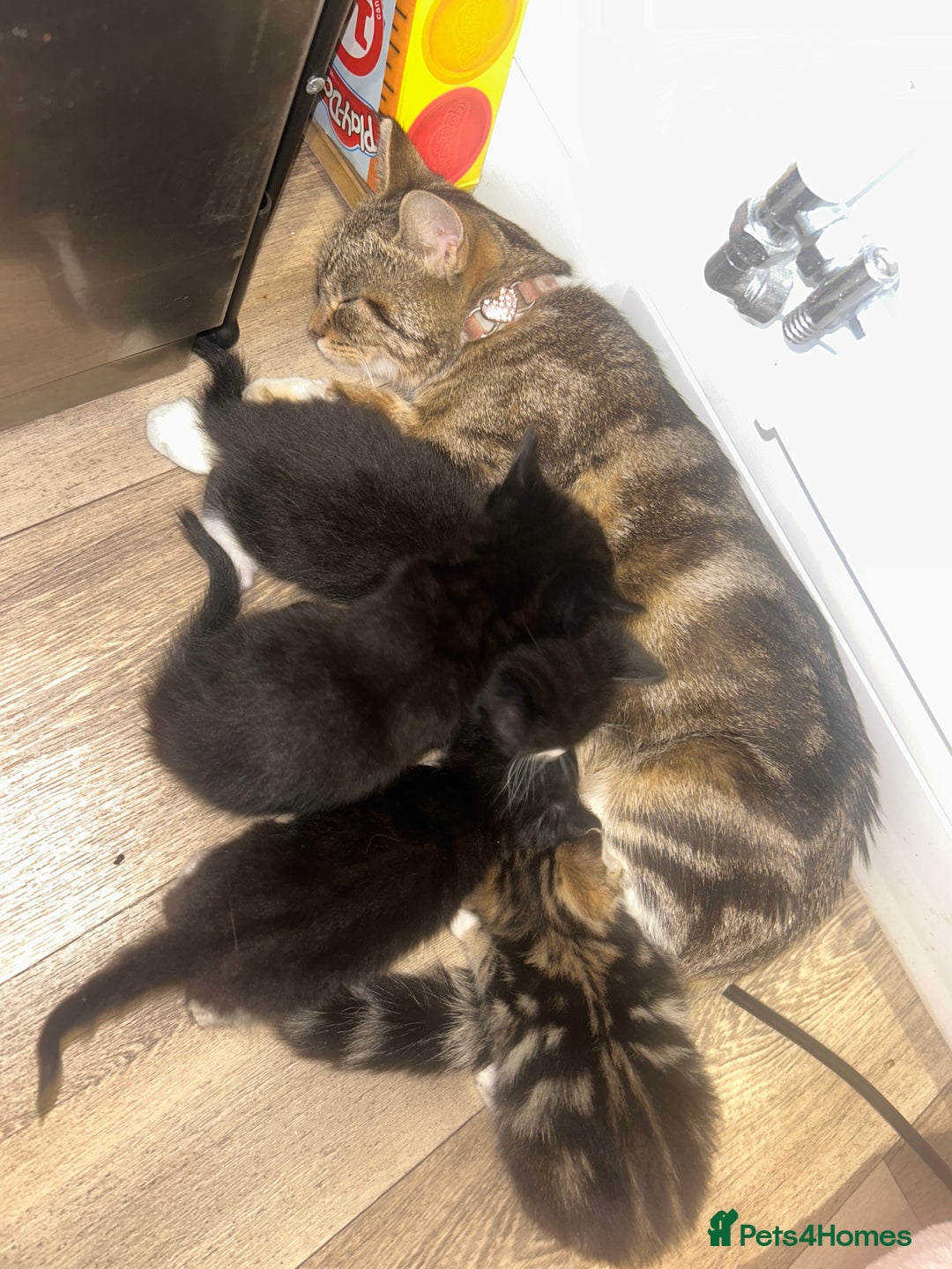 Mixed Breed cats for sale: Kittens  - Image 4