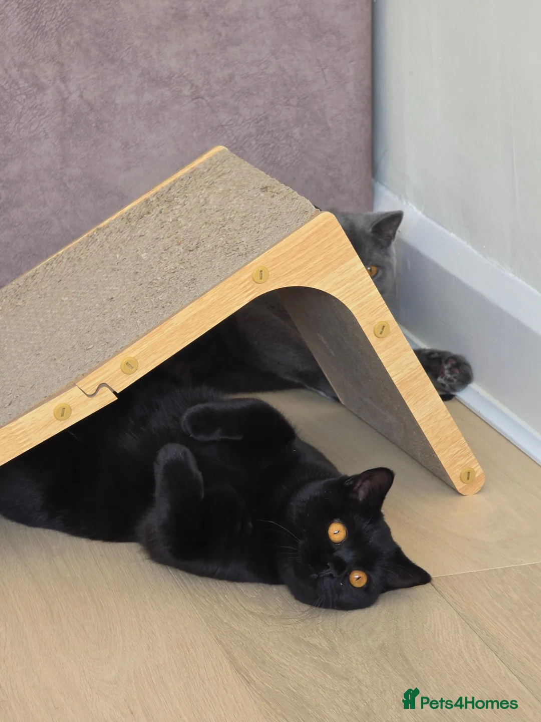 British Shorthair cats for sale: Two Beautiful British Shorthairs - Advert 2