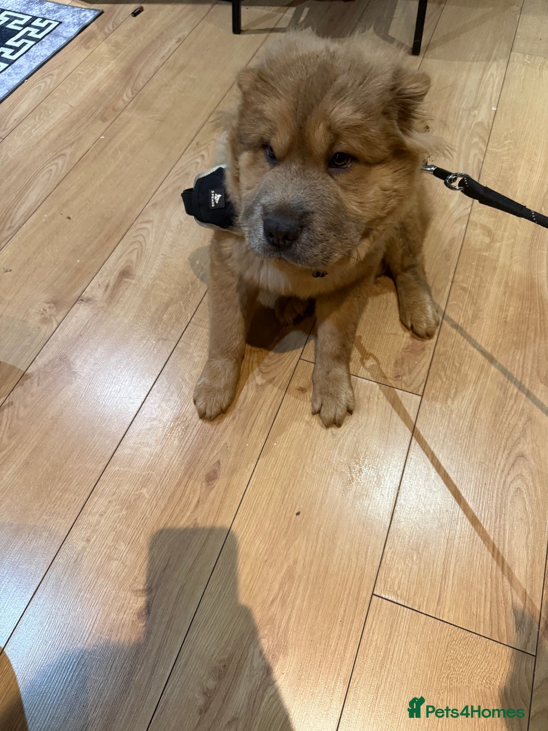 Chow Chow dogs for sale: Chow chow  - Advert 2