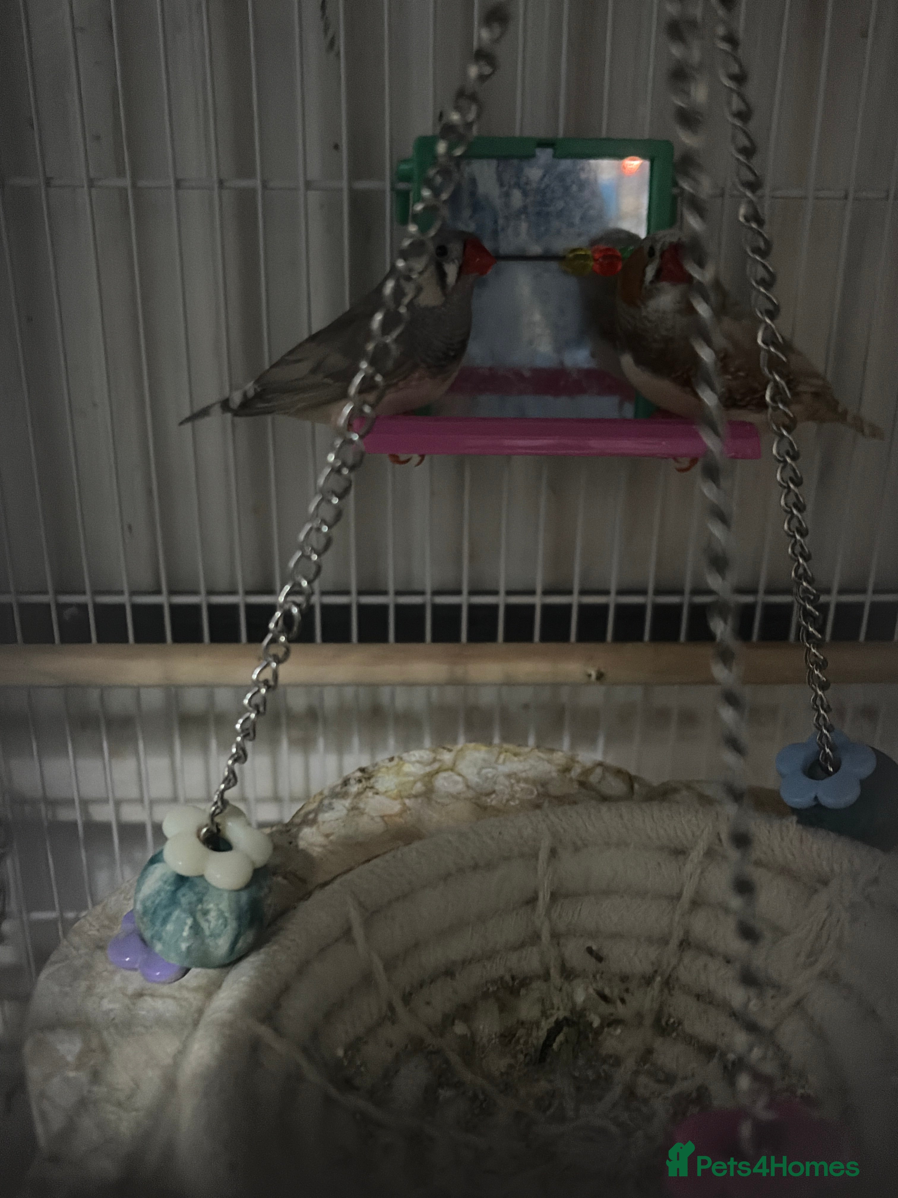 Finches birds Pair of finches  - Advert 1