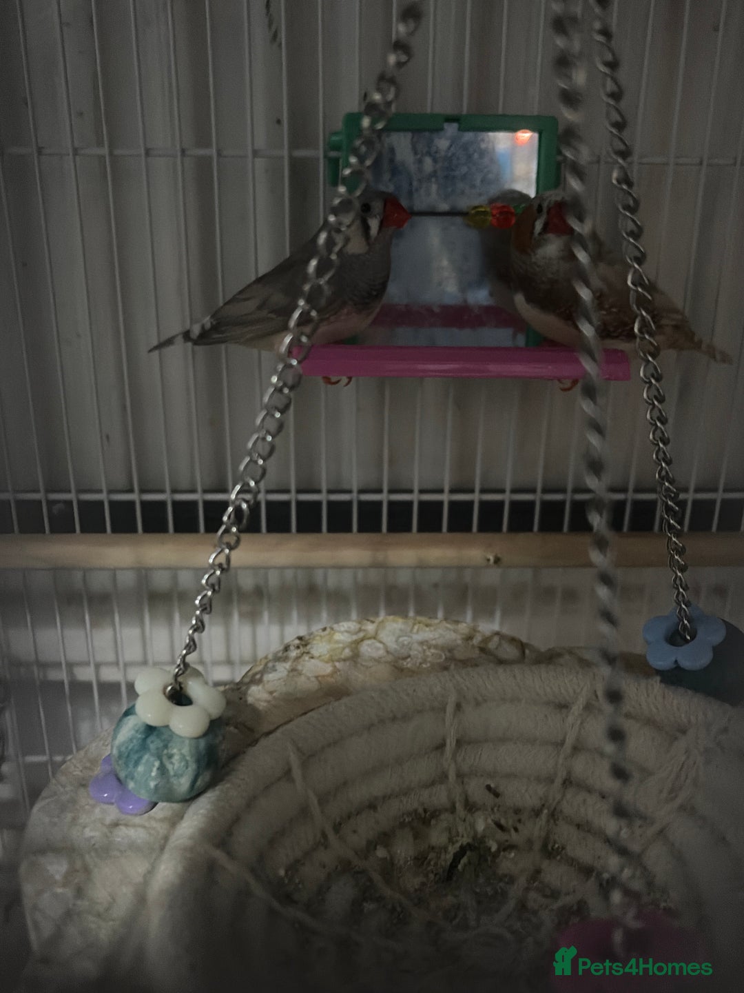 Finches birds for sale: Pair of finches  - Advert 1