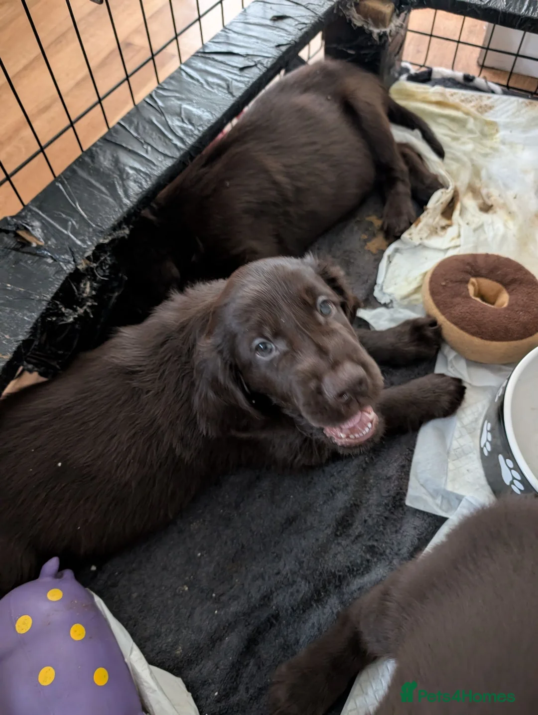 Flat coated Retriever dogs for sale: KC registered flat coated retriever puppies  - Advert 1