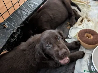 Flat coated Retriever dogs KC registered flat coated retriever puppies - Advert 11