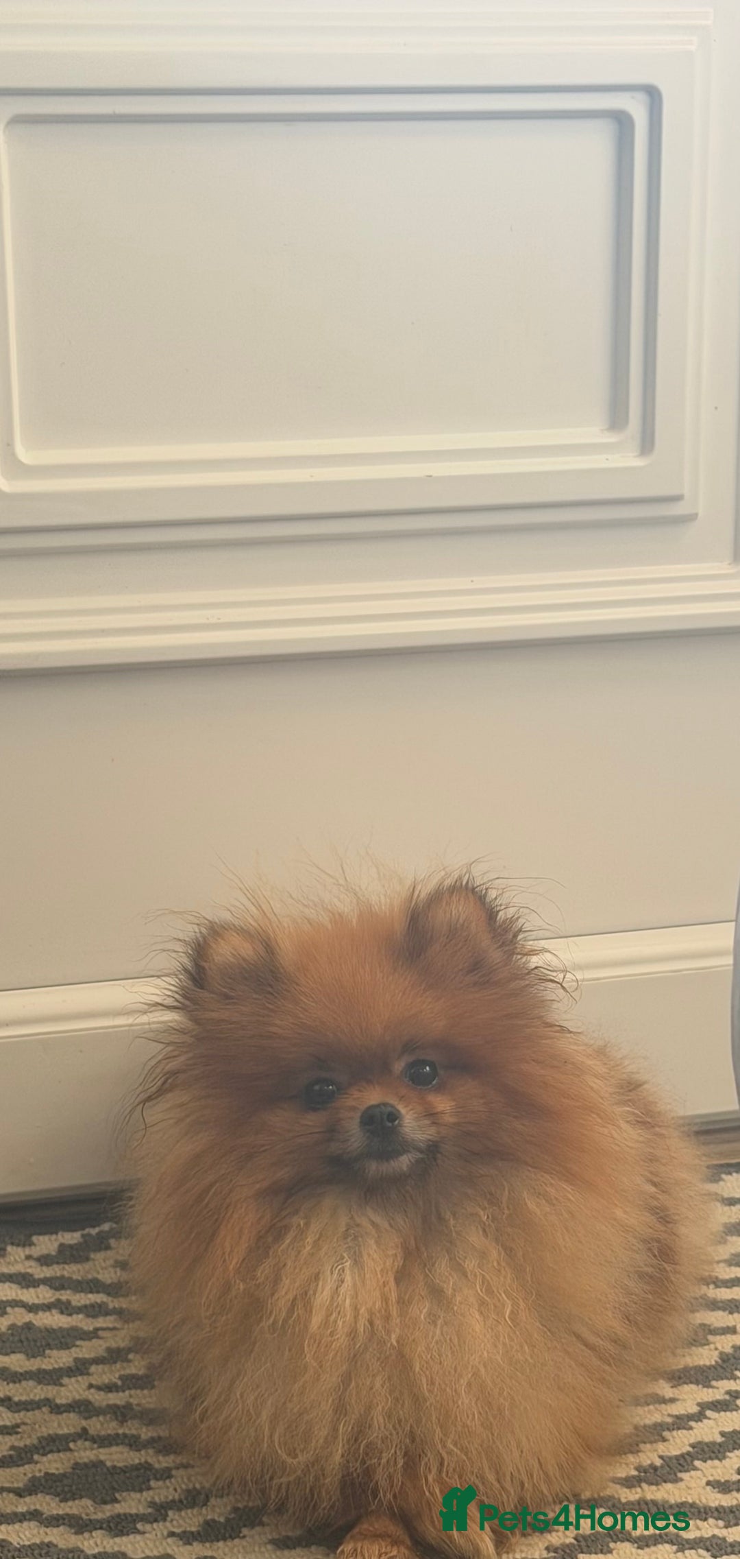 Pomeranian dogs for sale: Sweet little Lila  - Advert 7