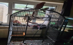 Cockatoo birds for sale: Ghala (pink chicken) - Image 2