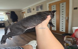 Staffordshire Bull Terrier dogs for sale: Female Staffies  - Image 6
