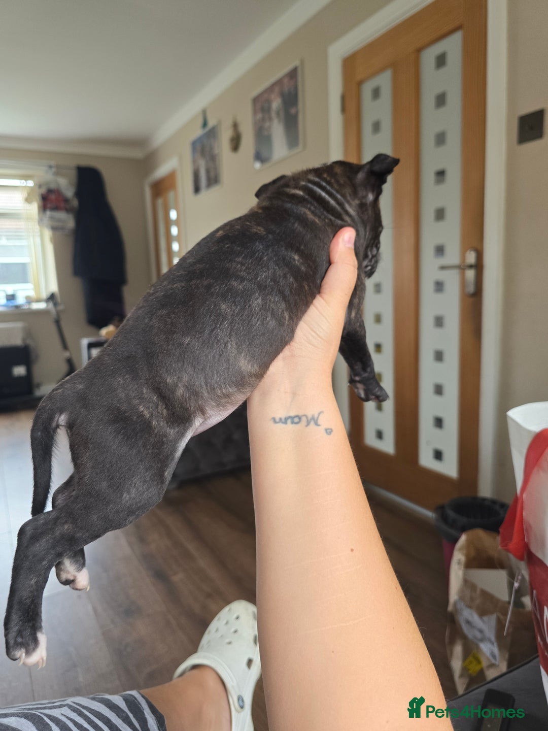 Staffordshire Bull Terrier dogs for sale: Female Staffies  - Image 6