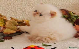 Persian cats for sale: Persian Kittens - Image 22