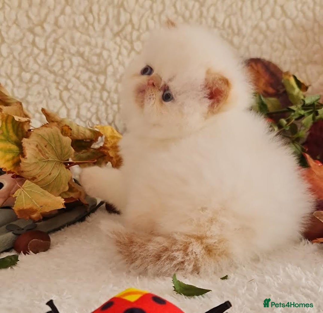 Persian cats for sale: Persian Kittens - Image 22