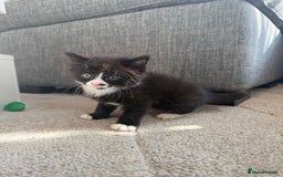 Mixed Breed cats for sale: Mixed breed kittens - Image 20
