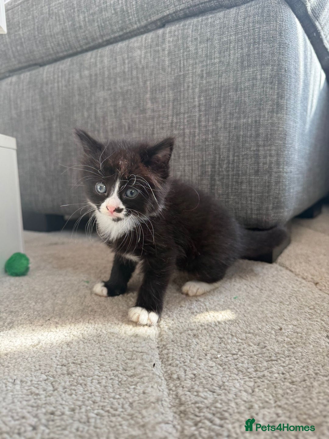 Mixed Breed cats for sale: Mixed breed kittens - Image 20