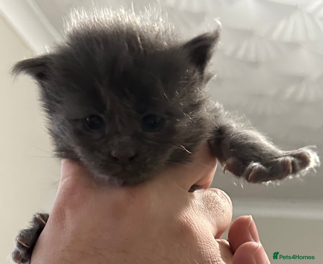 Maine Coon cats for sale: Maine coon kittens - Advert 3