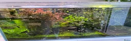 Other/Mixed Breed fish for sale: Giving up guppies for free (rehome due) - Advert 1