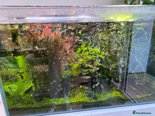 Other/Mixed Breed fish Giving up guppies for free (rehome due) - Advert 3