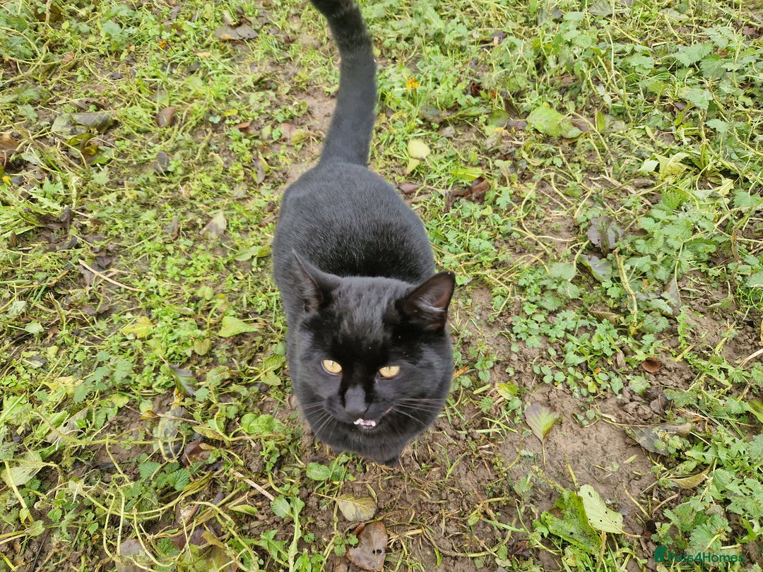 Mixed Breed cats for sale: Farm kittens - Advert 5