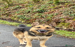 German Shepherd dogs for sale: Strider - Advert 3