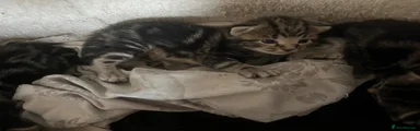 Bengal 4
