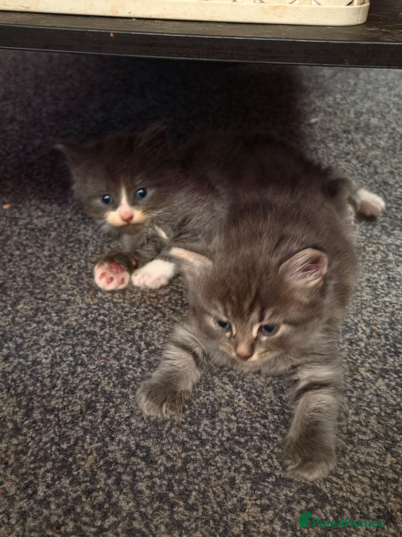 Mixed Breed cats Kittens ready for forever homes  - Advert 1