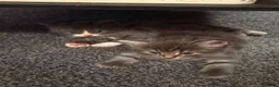 Mixed Breed cats for sale: Kittens ready for forever homes  - Advert 1