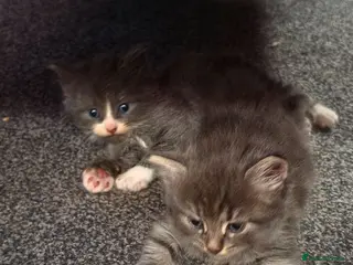 Mixed Breed cats Kittens ready for forever homes - Advert 1