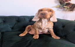 Cocker Spaniel dogs for sale: 🐾pedigree Show cocker spaniel🐾 - Image 17