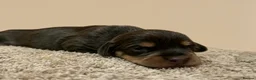 Miniature Dachshund dogs for sale: Wired dachund puppies  - Advert 23