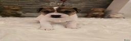 Mixed Breed dogs for sale: Five beautiful Jack Russel puppies for sale - Advert 26