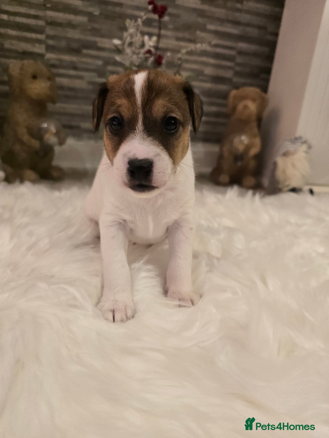 Mixed Breed dogs for sale: Five beautiful Jack Russel puppies for sale - Advert 26