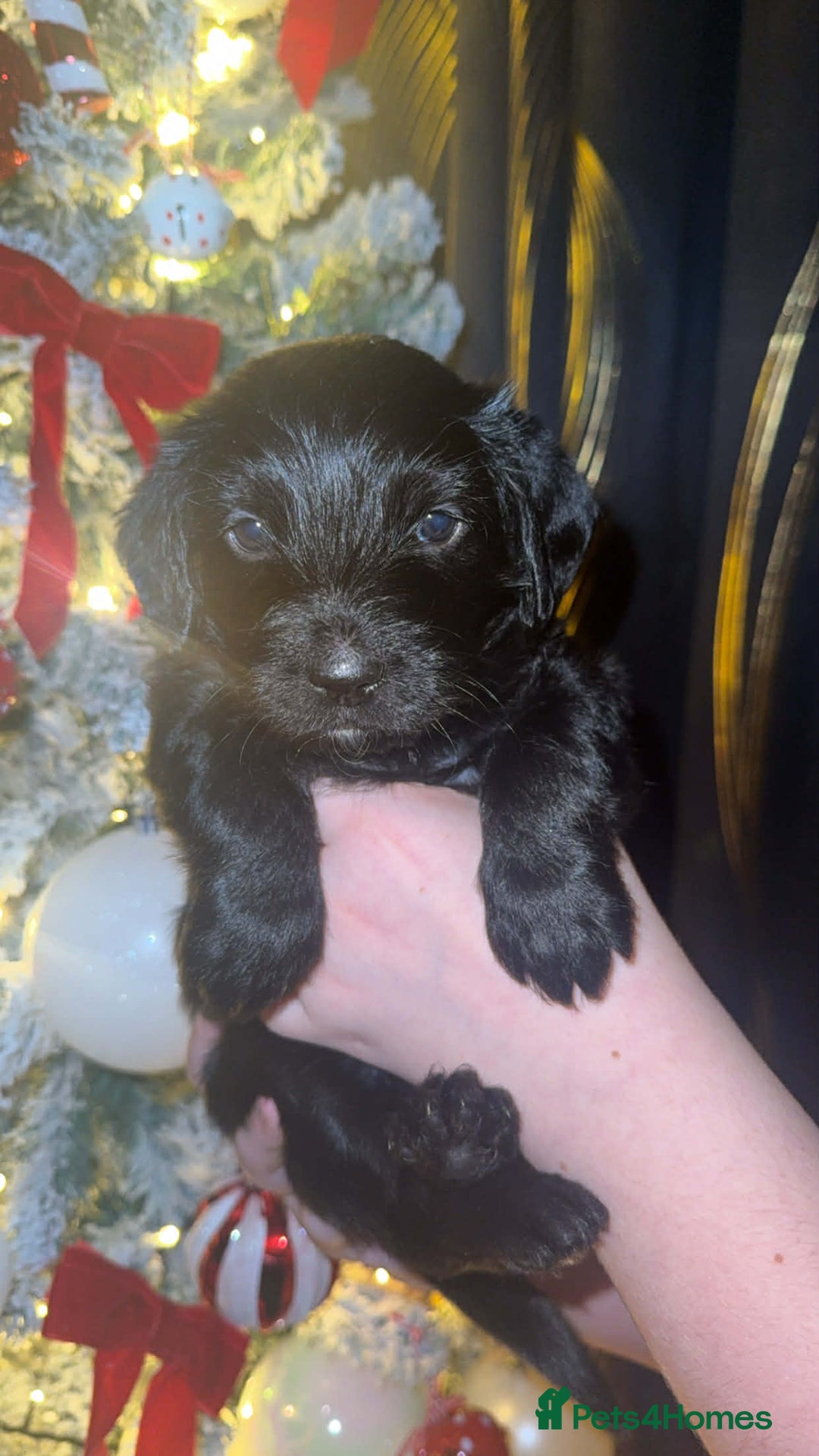 Yorkiepoo dogs for sale: Yorkiepoos - Advert 2