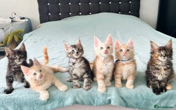Maine Coon cats for sale: Pedigree maine coon kittens ❤️‍🔥❤️‍🔥❤️‍🔥 - Image 7
