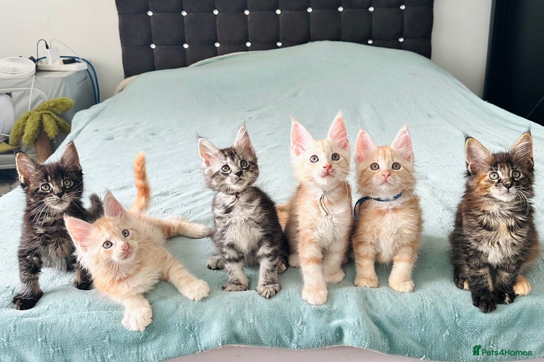 Maine Coon cats for sale: Pedigree maine coon kittens ❤️‍🔥❤️‍🔥❤️‍🔥 - Image 7