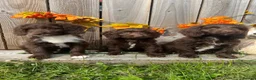 Sproodle dogs for sale: Beautiful F1  Sproodle Chocolate  Puppies Boys ! - Advert 5
