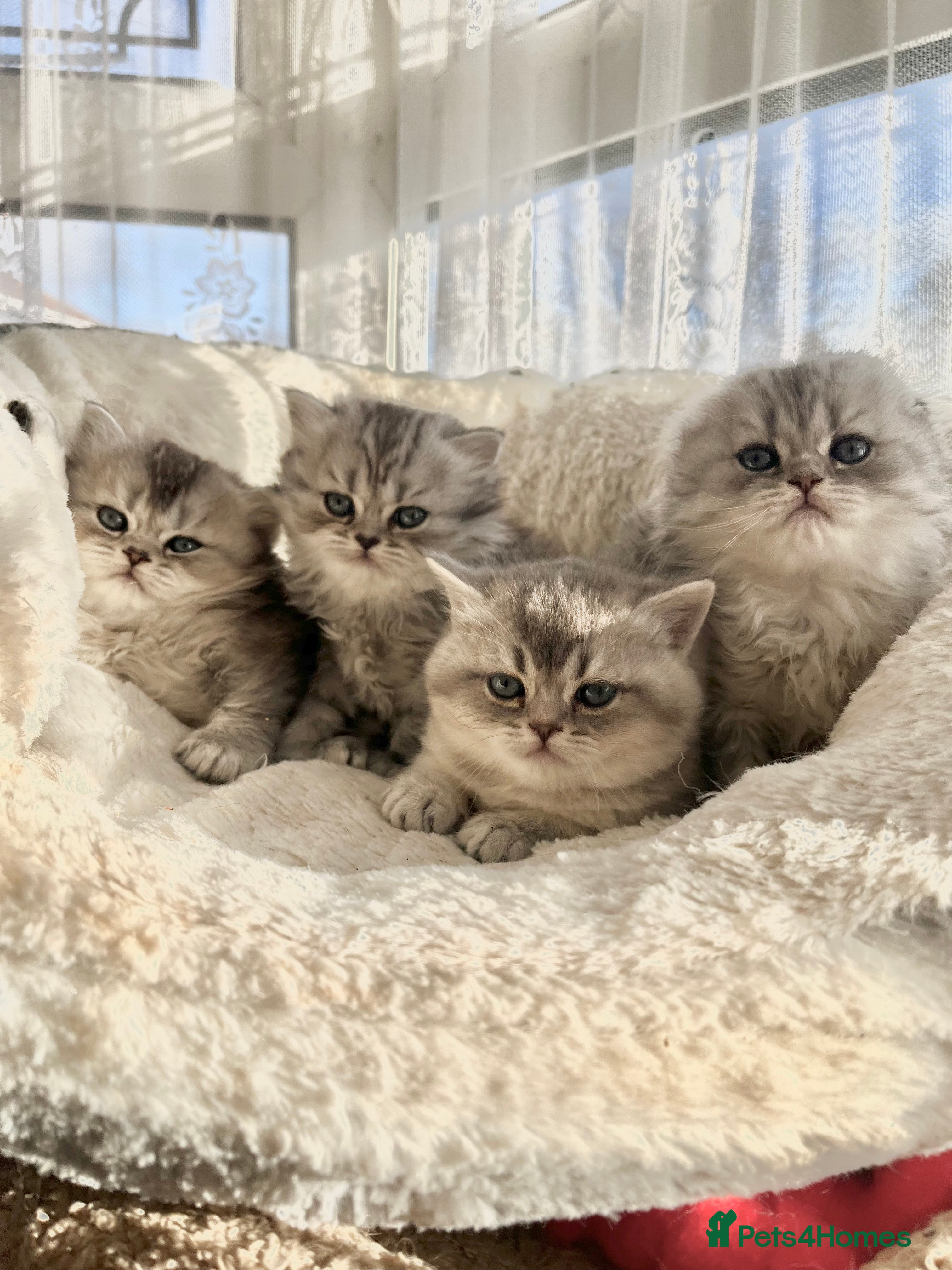 Scottish Fold cats Adorable Scottish Fold Kittens  - Advert 11