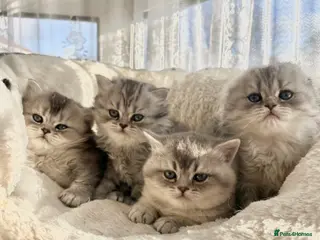 Scottish Fold cats Adorable Scottish Fold Kittens - Advert 3