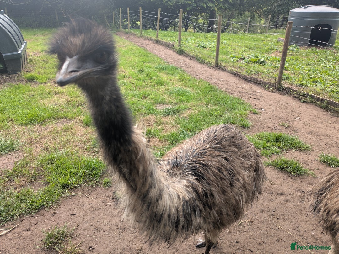 Emus poultry for sale: Breeding pair of Emu plus 2 young Emu - Image 4
