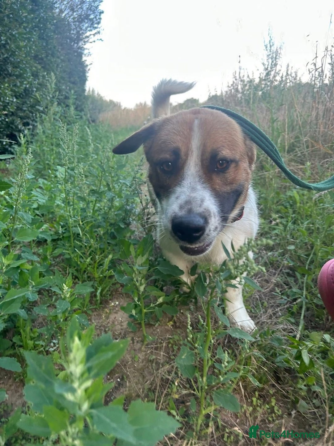 Basset Hound dogs for adoption: Diego - Badersfield Norfolk  - Image 5