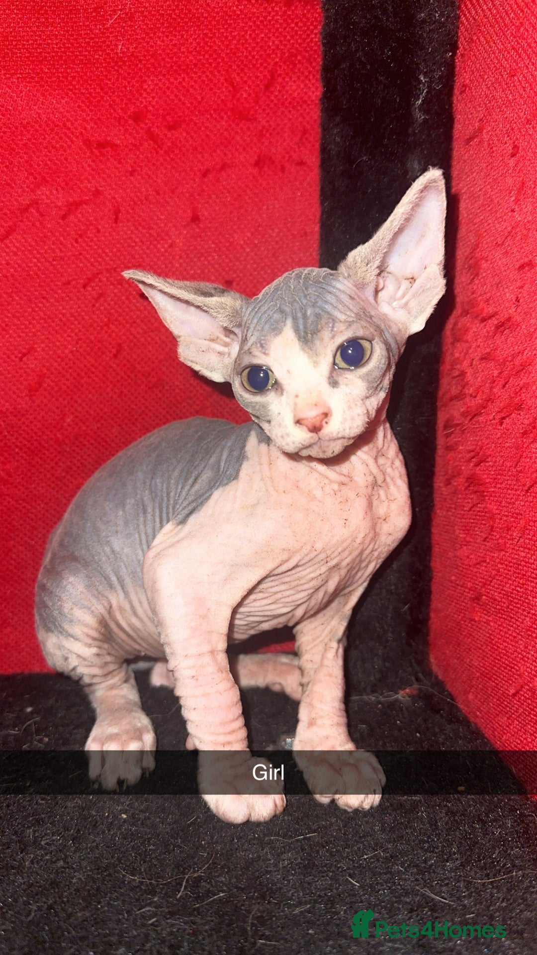 Mixed Breed cats for sale: Sphynx mixed with American curl - Advert 10