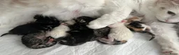 Ragdoll cats for sale: Beautiful Ragdoll Mix Kittens –  Litter Ready Soon in Nottingham - Advert 5