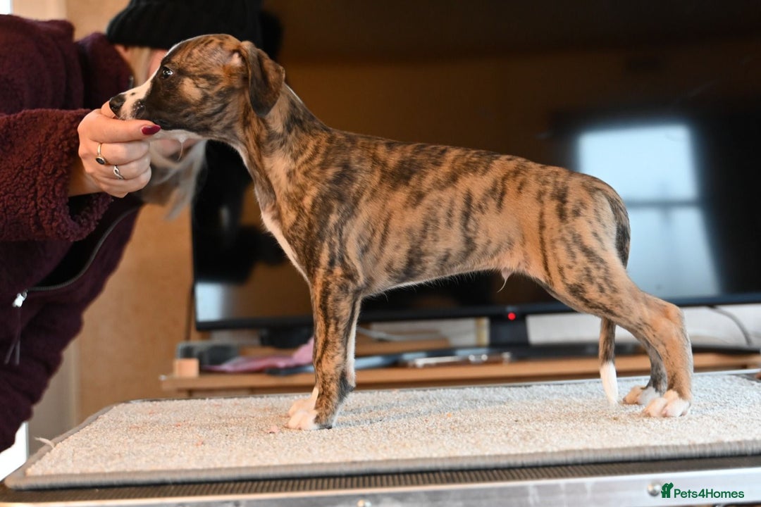 Whippet dogs for sale: Fabulous Whippet puppies  - Advert 7