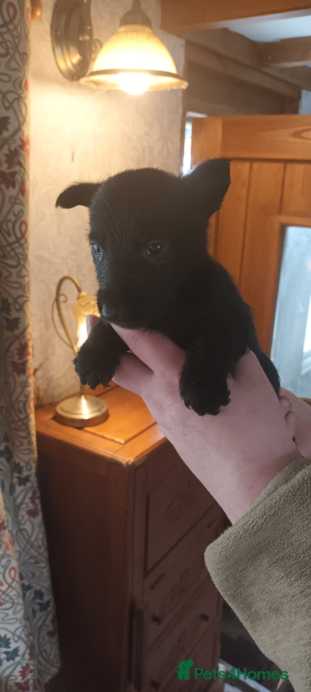 Scottish Terrier dogs for sale: Kc registered scottish terrier pups  - Image 13