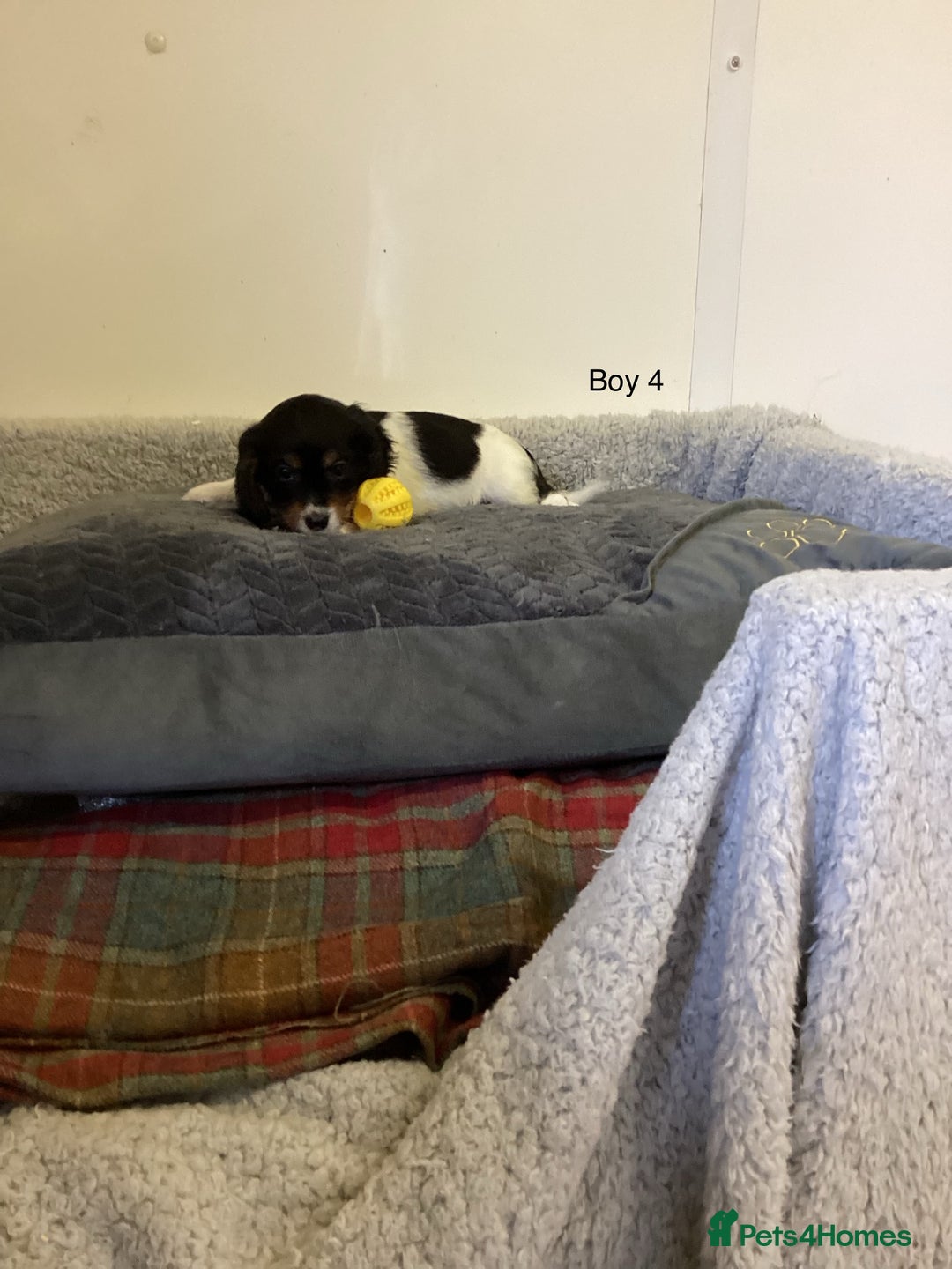 Cockalier dogs for sale: Cockalier  - Image 7