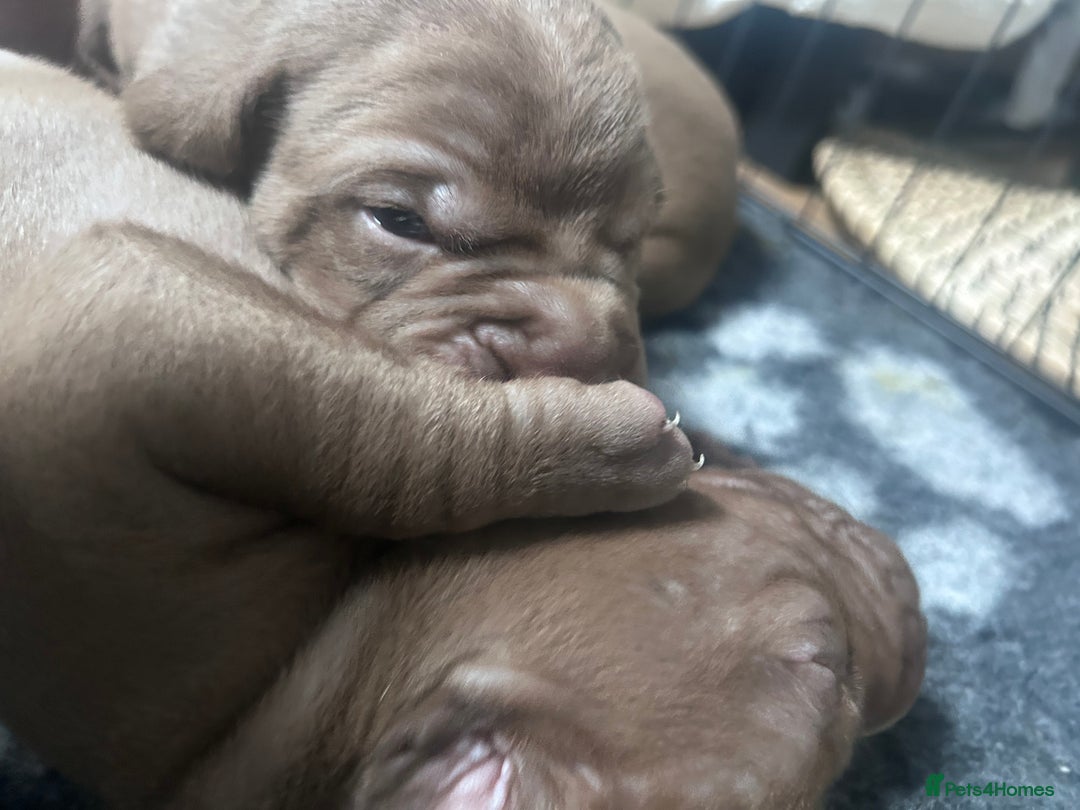 Mixed Breed dogs for sale: Weimaraner Mix Puppies - Image 2